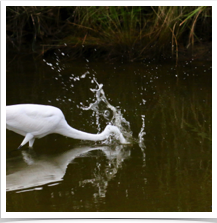 Great Egret - Fishing Splash Great Egret - Fishing Splash